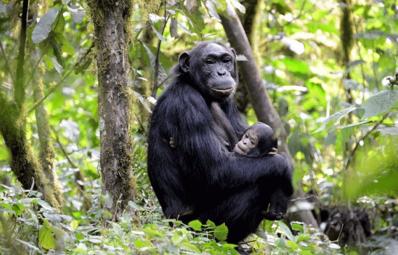 The Primates Of Burundi.