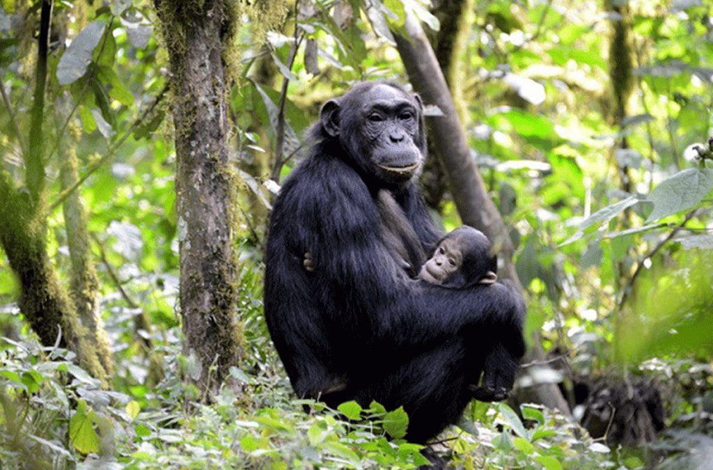 The Primates Of Burundi.