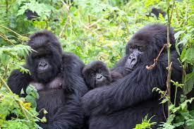 primate-burundi